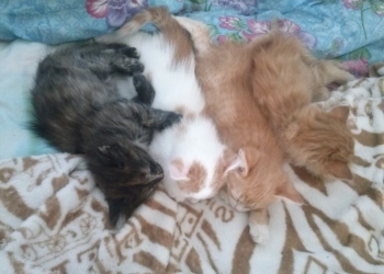 Милые и красивые котята