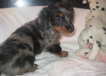 шикарная девочка,длинничек.