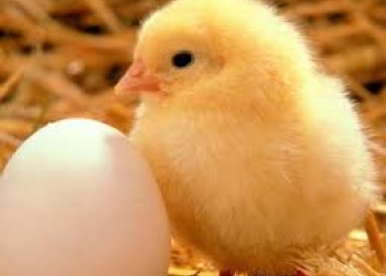 Инкубационное яйцо, цыплята