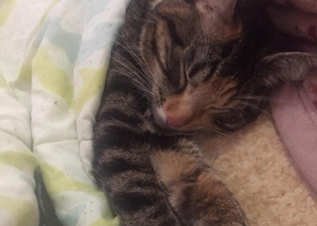 Пропала кошка.