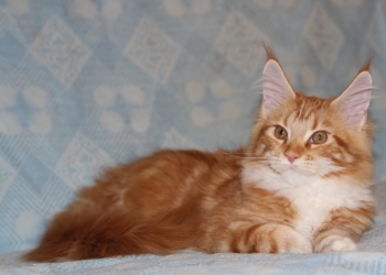 Продажа котят мейн куна