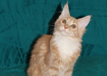 Продажа котят мейн куна