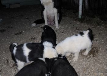 Щенки лайки