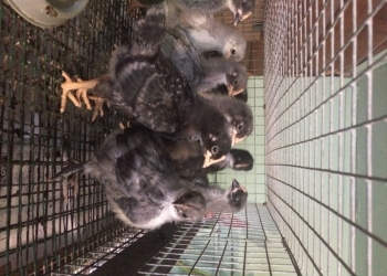 Цыплята Доминант и помесь