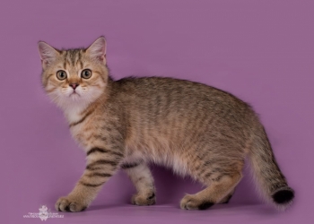 Продажа британских котят