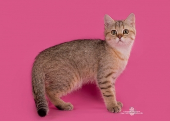 Продажа британских котят