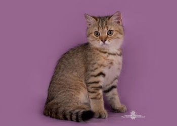 Продажа британских котят