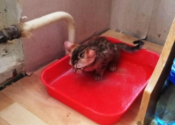 Бенгальские котята