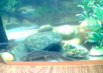 продажа испанских тритонов