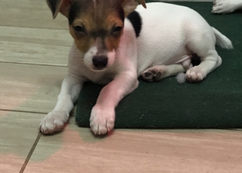 Продаются щенки