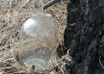 Свежий Березовый сок. 2019.