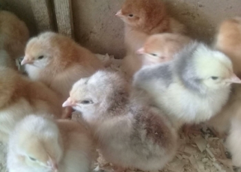 Цыплята бройлер