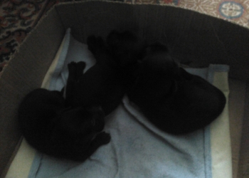 От дам щенка в хорошие руки