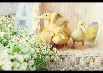 Гуси и утки суточные