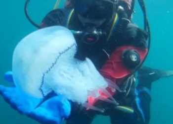 Дайвинг, погружение с аквалангом в черном море
