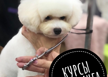 Курсы груминга, Обучение грумингу