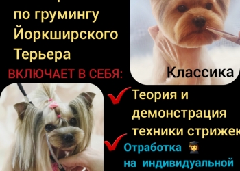 Курсы груминга, Обучение грумингу