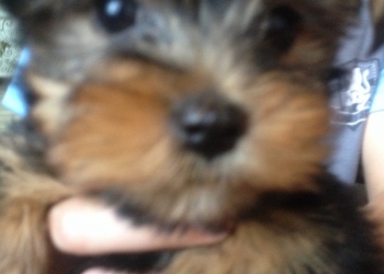 Продам не дорого