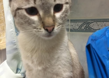 Отдаю кошечку в добрые руки