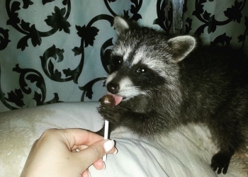 Продажа щенка-енота