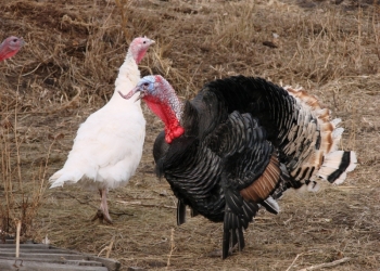 Домашние индюки и индюшки