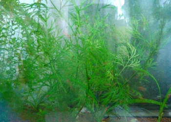 Предлагаю аквариумных вишневых креветок