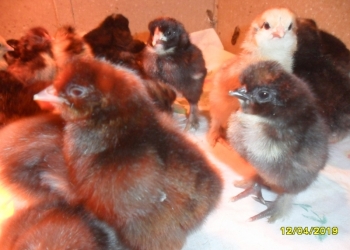 Инкубационное яйцо