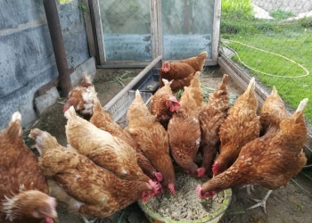 Куры несутся