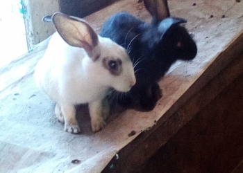 мясо молодых кроликов