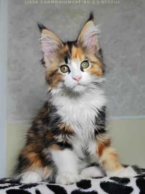 Котята мейн кун