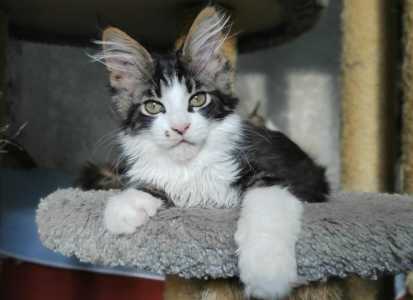 Котята мейн кун