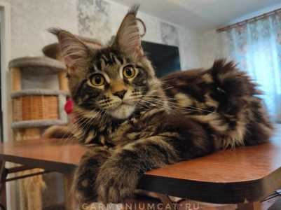 Котята мейн кун