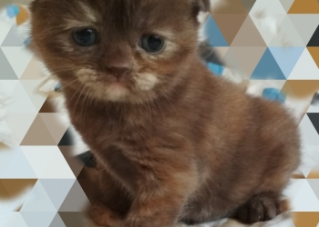 Чистокровные шотланские кошечки