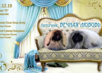 Пекинеса щенок мальчик