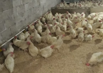 Куры несушки