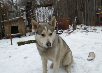 Порода гавайская хаски