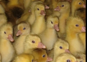 Продам гусят