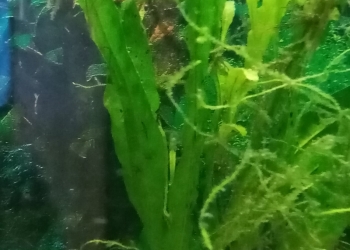 Все для аквариума