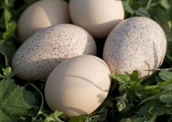 Яйца индеек