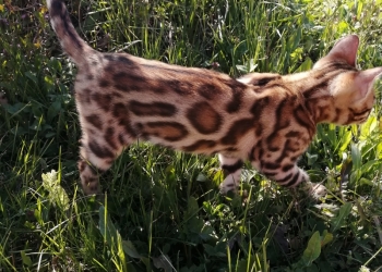 Продажа котят