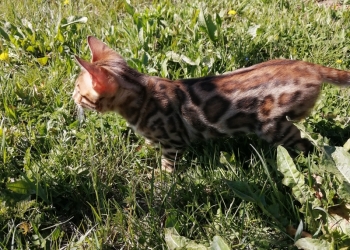 Продажа котят