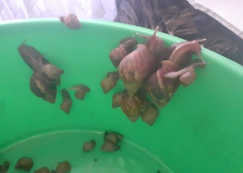 Улитки ахитины