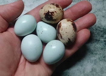 Селадон перепел инкуб.яйцо 100 р шт