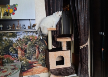 Игровой комплекс-когтеточка новый для кошек
