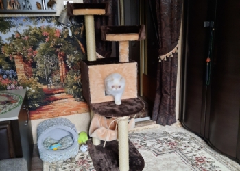 Игровой комплекс-когтеточка новый для кошек