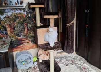 Игровой комплекс-когтеточка новый для кошек