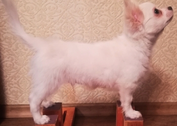Яльвин