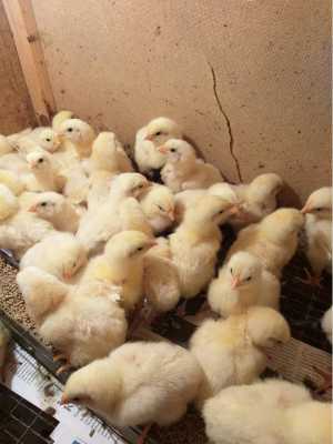 Недельные цыплята