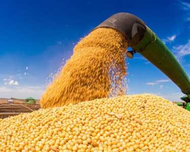 Соевые бобы без ГМО