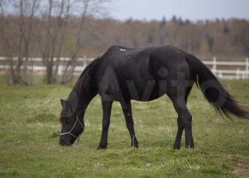 Продам кобылу